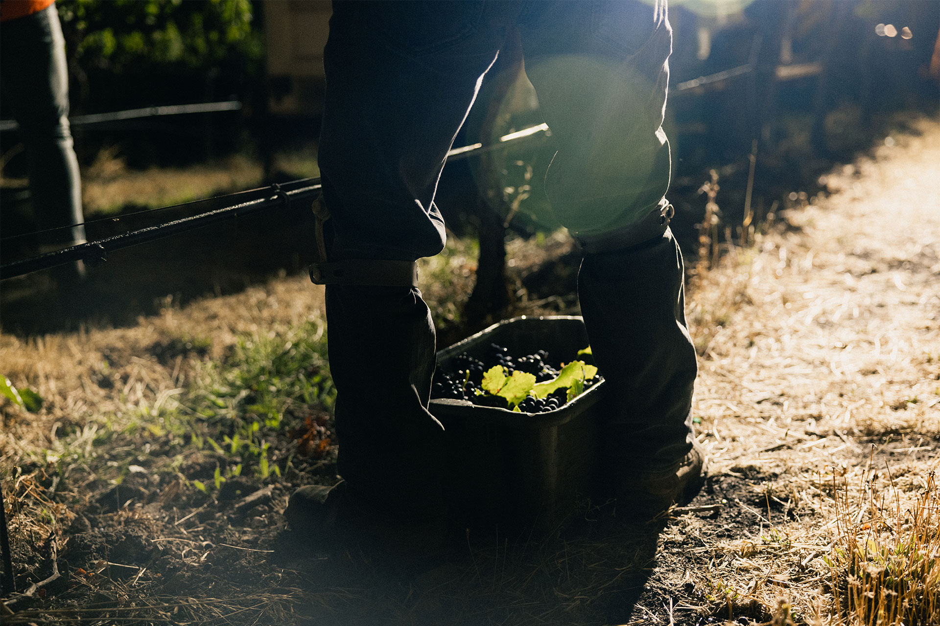 Night Harvest at Gloria Ferrer