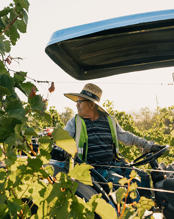 Working the vineyard at Gloria Ferrer