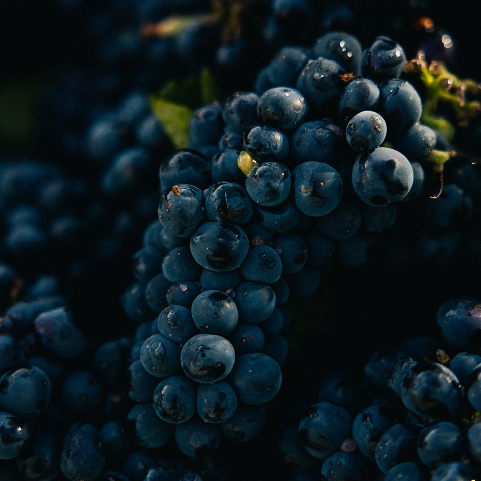 Harvest-Post-Hero