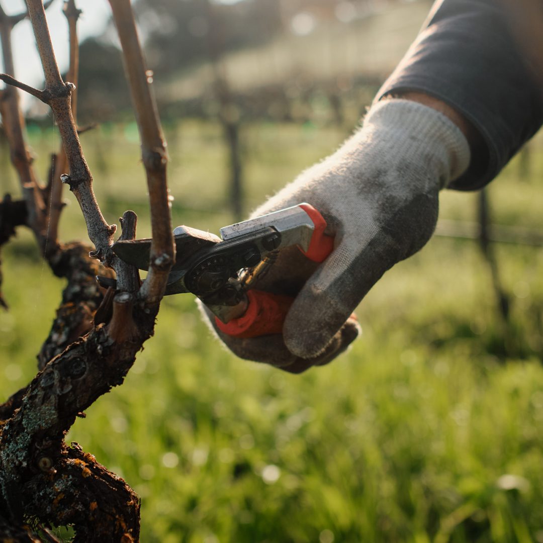 Pruning in the Vineyard