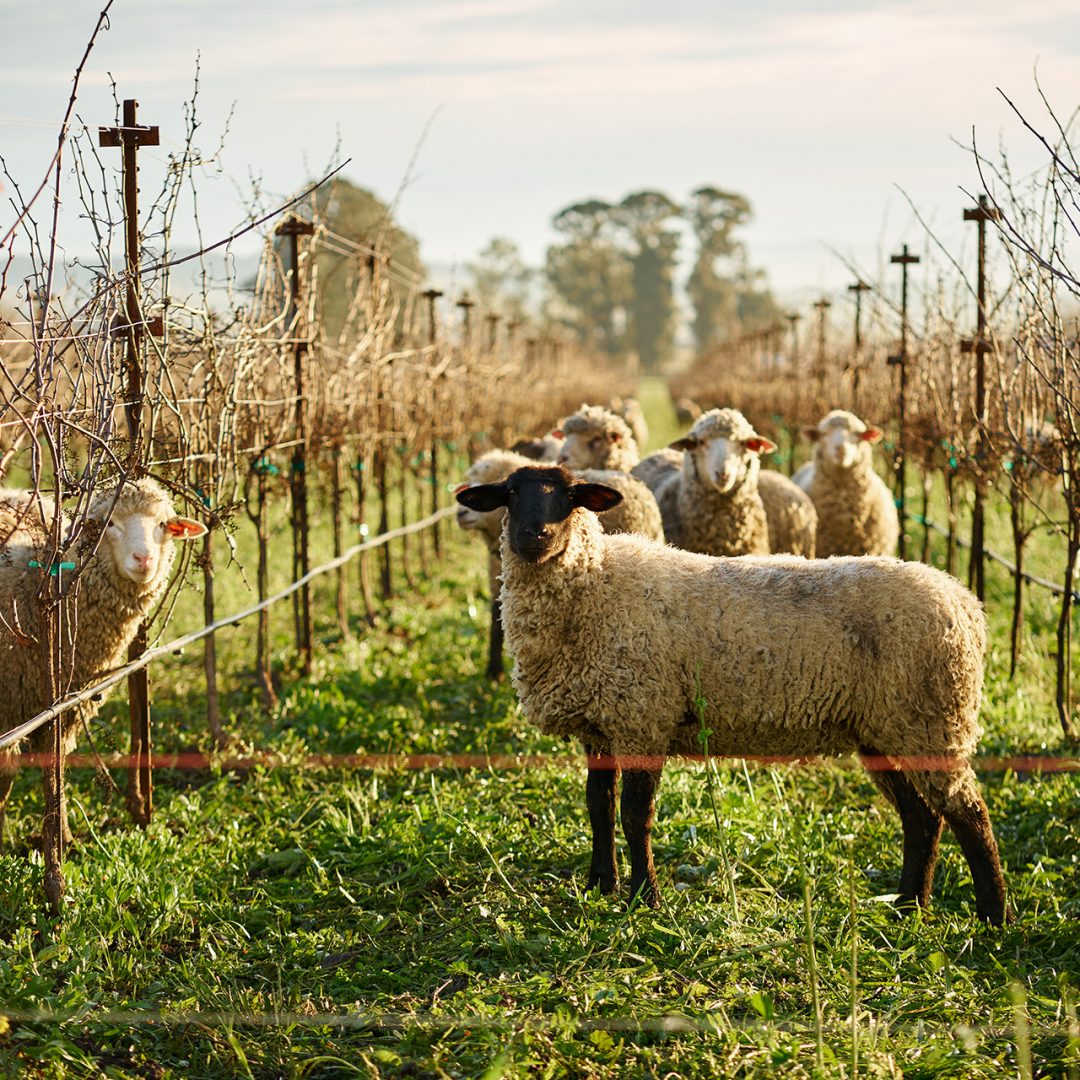Sheep In The Vineyard