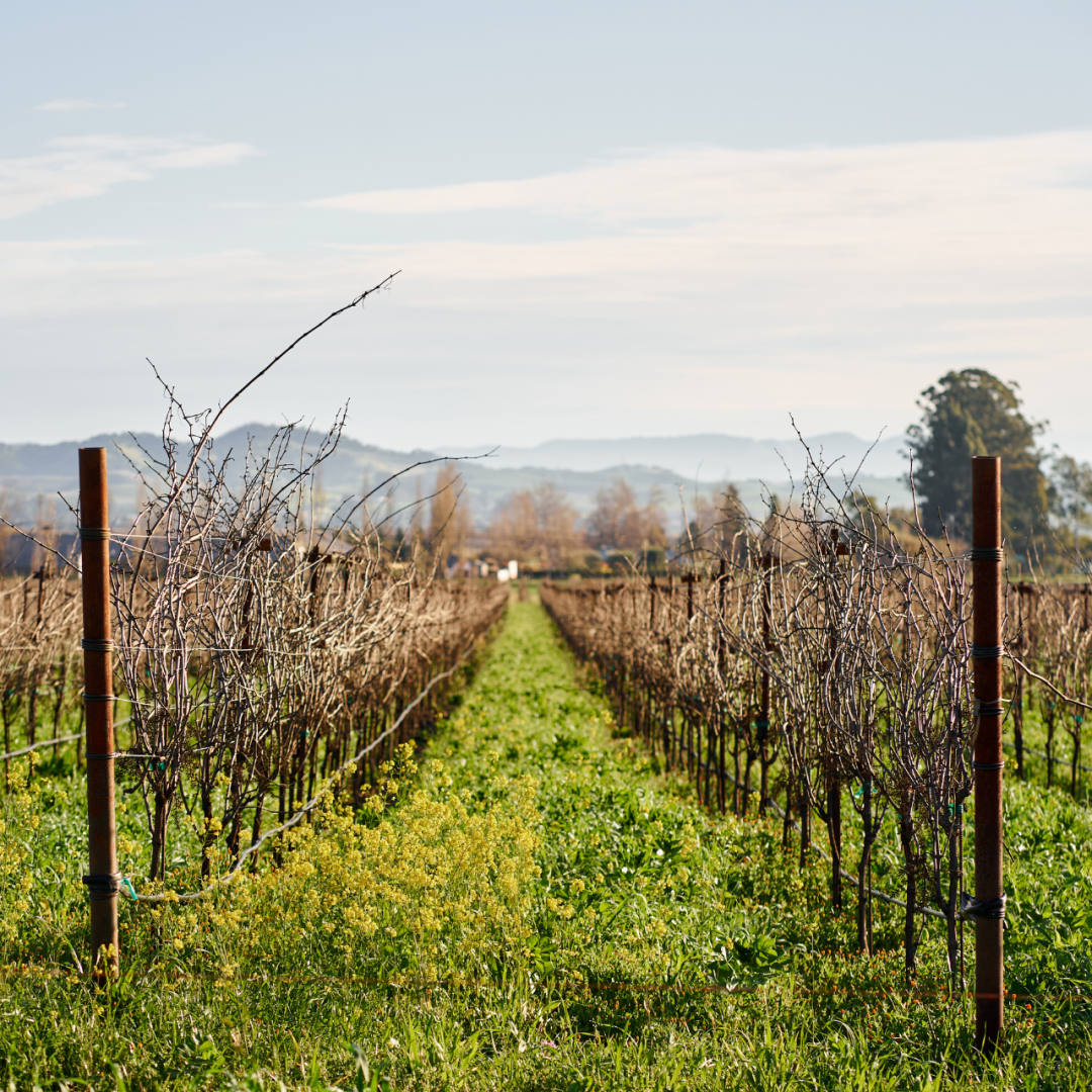 Vineyard in Spring